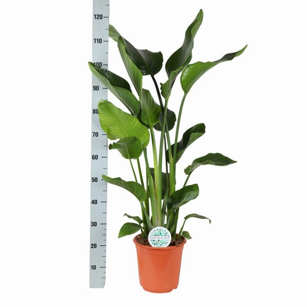 Strelitzia Nicolai - Ø24cm - ↕120cm