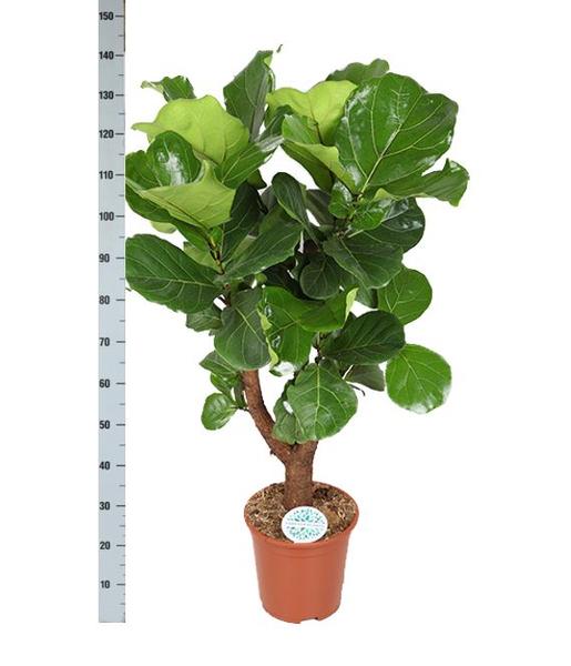 Ficus Lyrata (vertakt) - Ø27cm - ↕140cm