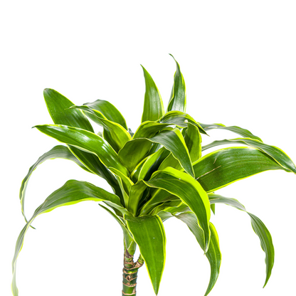 Dracaena Deremensis Dorado Ø19cm - ↕80cm