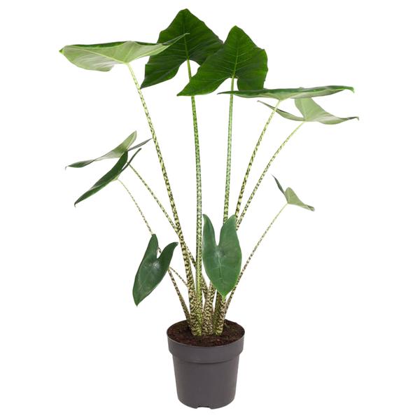 Alocasia Zebrina - 130 cm - ø32