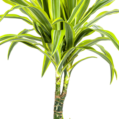 Dracaena Deremensis Lemon Lime Ø21cm - ↕100cm