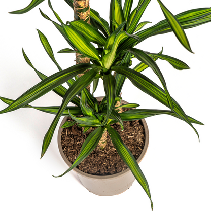 Dracaena Deremensis Rikki Ø21cm - ↕100cm