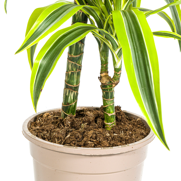 Dracaena Deremensis Lemon Lime Ø19cm - ↕80cm