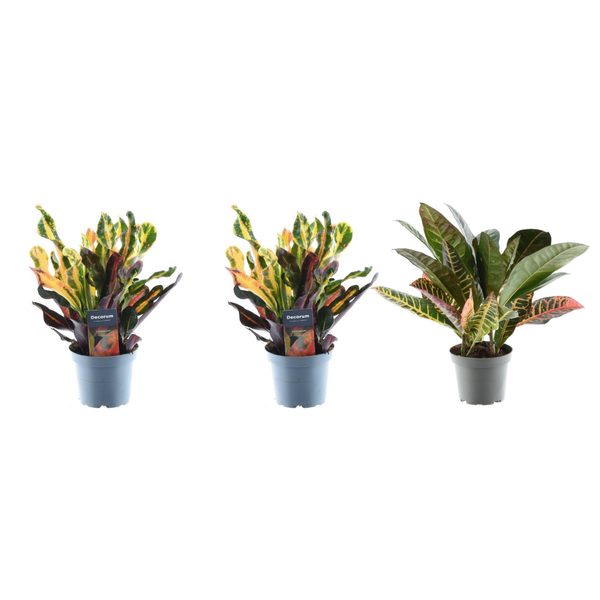 3x Croton Codiaeum mix - 30 cm - ø12