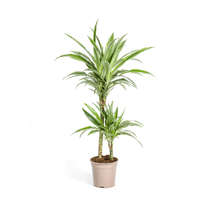 Dracaena Deremensis White Stripe Ø19cm - ↕80cm