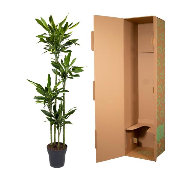 Dracaena Golden Coast - 170 cm - ø27