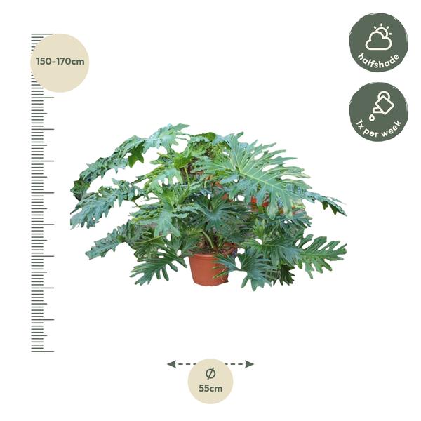 Philodendron Bipinnatifidum Cum Laude - 160 cm - ø55