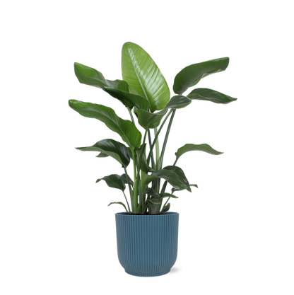 Strelitzia Nicolai - Ø21cm - ↕80cm in Vibes blauw pot