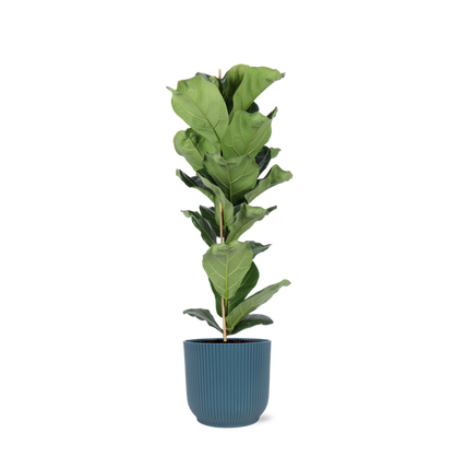 Ficus Lyrata - Ø21cm - ↕90cm in Vibes BLUE pot