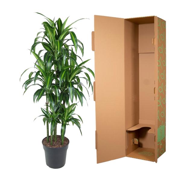 Dracaena Hawaiiana Carrousel - 150 cm - ø31