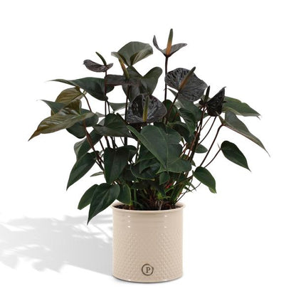 Anthurium andreanum Black Love incl. PURE zink - 45cm - Ø12