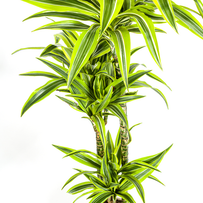 Dracaena Deremensis Lemon Lime Ø24cm - ↕140cm