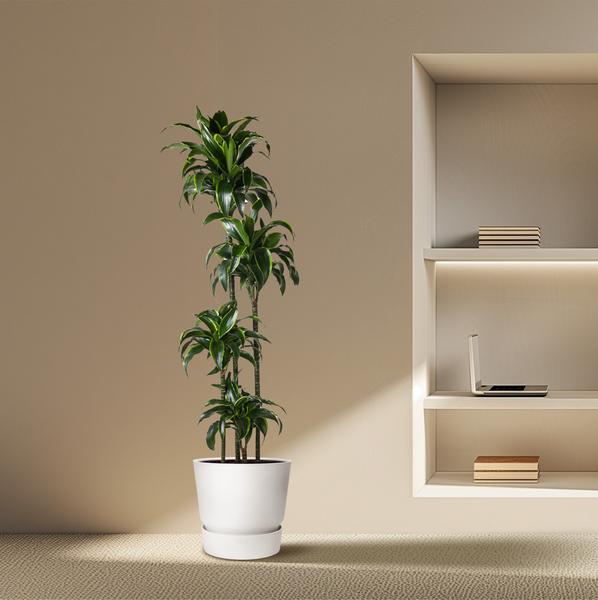 Dracaena Dorado - 170 cm - ø27