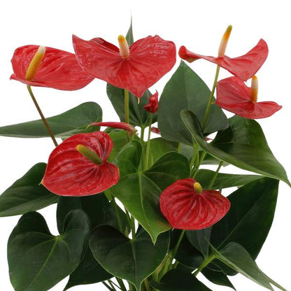 Anthurium andreanum Esudo incl. PURE zink - 45cm - Ø12