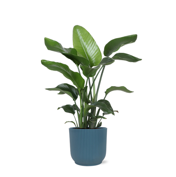 Strelitzia Nicolai - Ø21cm - ↕80cm in Vibes blauw pot