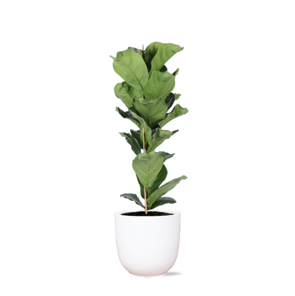 Ficus Lyrata - Ø21cm - ↕90cm in Boule WIT pot