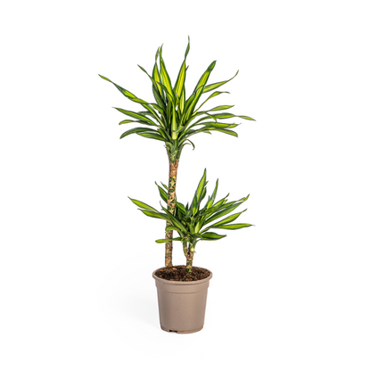 Dracaena Deremensis Rikki Ø19cm - ↕80cm