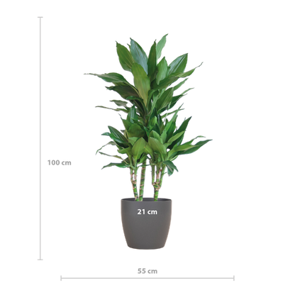 Dracaena  Janet Lindt met Viber grijs - 95cm - Ø21