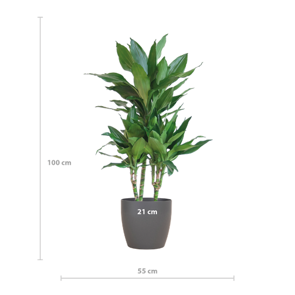 Dracaena  Janet Lindt met Viber grijs - 95cm - Ø21