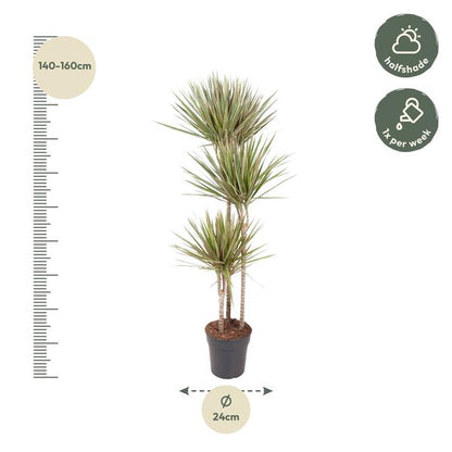 Dracaena Bicolor - 150 cm - ø24