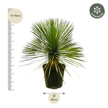 Yucca Rostrata op stam - 70 cm - Ø27