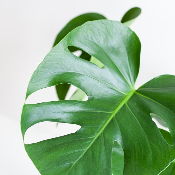 Monstera Deliciosa met Lissabon mand zwart  - 50cm - Ø17