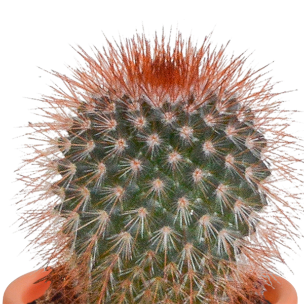 Cactus en vetplanten mix 5.5 cm | 15 stuks - zonder pot