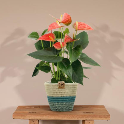 Anthurium andreanum Prince of Orange incl. PURE mand - 45cm - Ø12