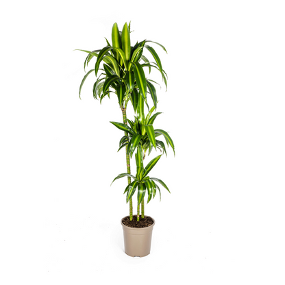 Dracaena Deremensis Hawaiian Sunshine Ø24cm - ↕140cm