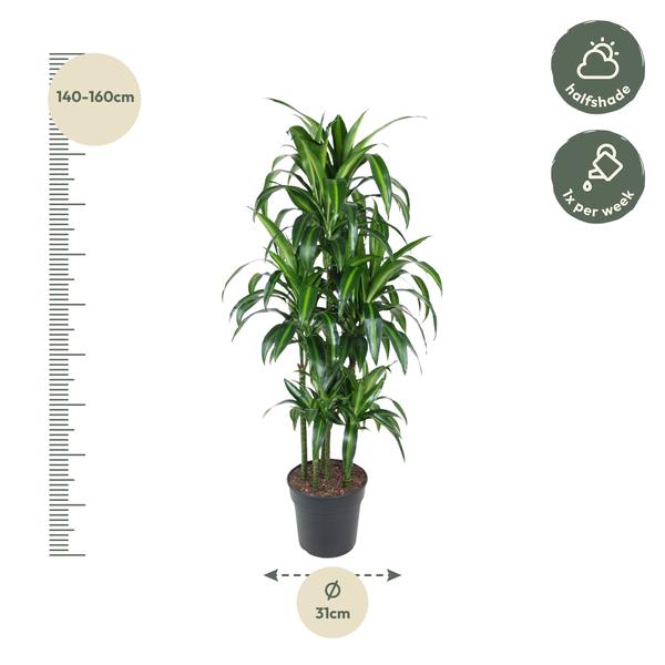 Dracaena Hawaiiana Carrousel - 150 cm - ø31