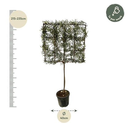 Olea Europaea boom op rek - 225 cm - Ø40cm