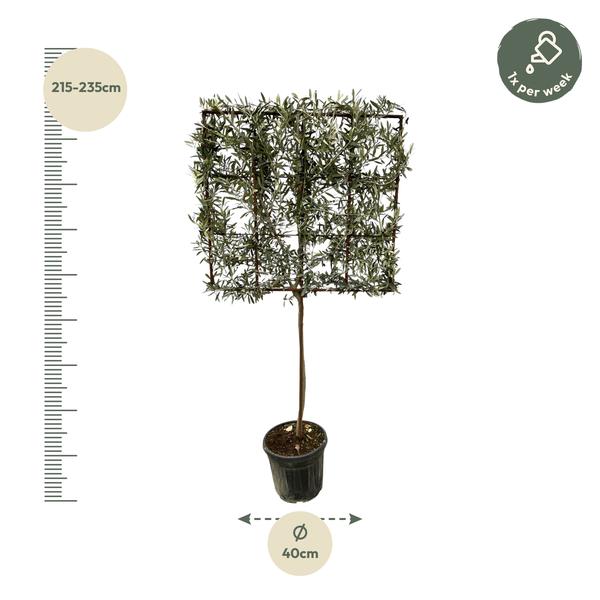 Olea Europaea boom op rek - 225 cm - Ø40cm