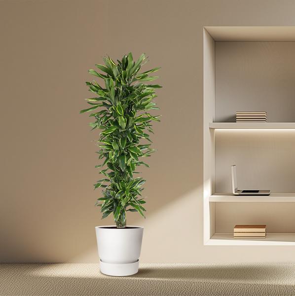 Dracaena Golden Coast vertakt - 170 cm - ø34