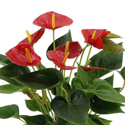 Anthurium andreanum Diamond Red incl. PURE zink - 45cm - Ø12