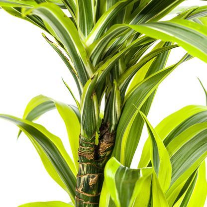 Dracaena Deremensis Lemon Lime Ø19cm - ↕80cm