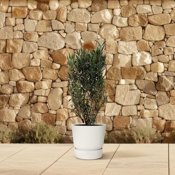 Nerium Oleander struik - 180cm- Ø40