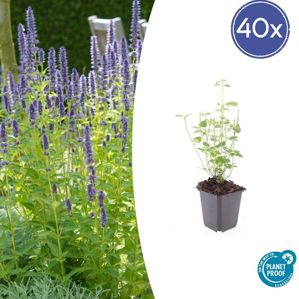 Agastache 'Black Adder' - ↕10-25cm - Ø9cm - 40x