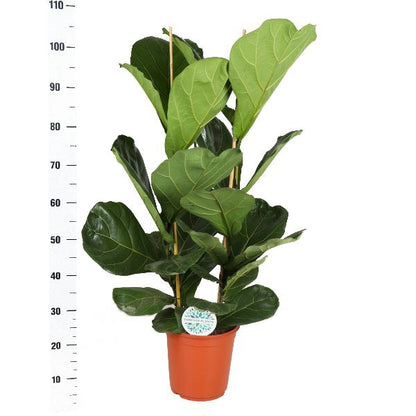 Ficus Lyrata - Ø24cm - ↕120cm in Boule WIT pot