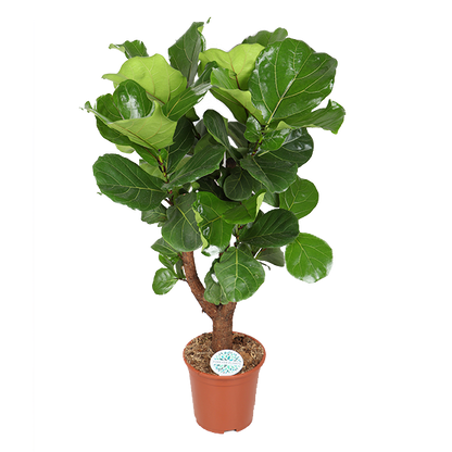 Ficus Lyrata (vertakt) - Ø27cm - ↕140cm