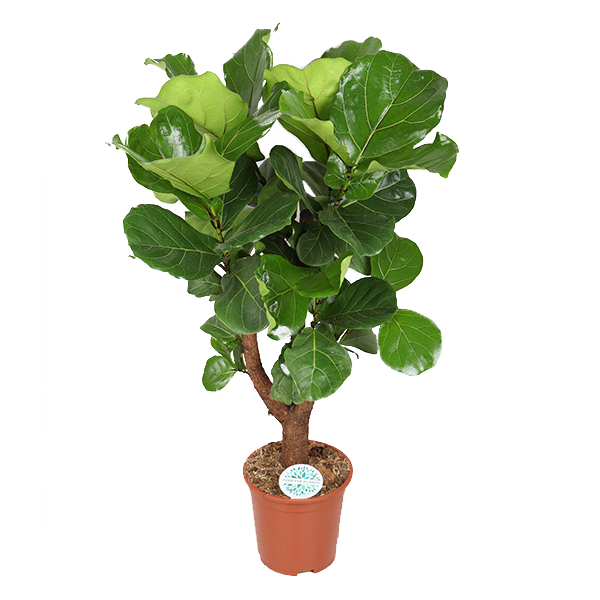 Ficus Lyrata (vertakt) - Ø27cm - ↕140cm