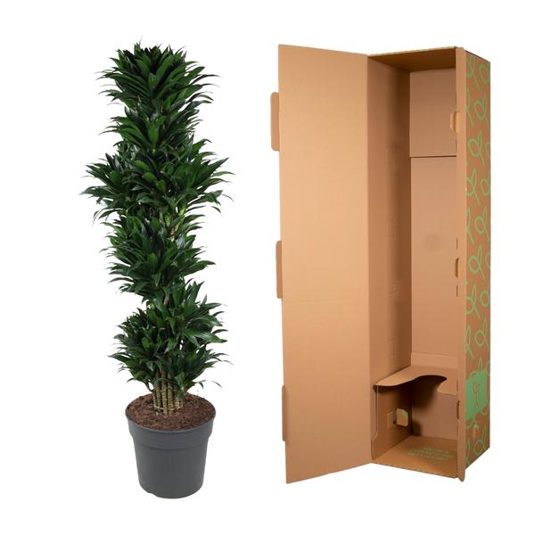 Dracaena Compacta vertakt - 170 cm - ø34