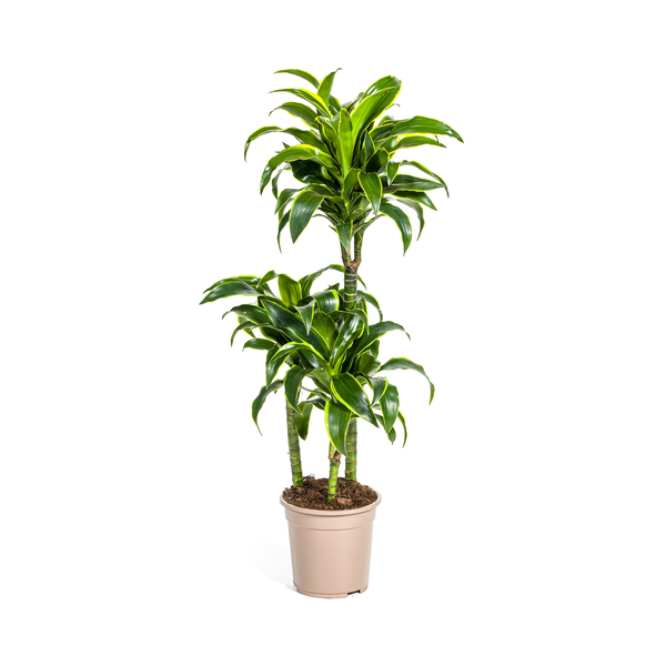 Dracaena Deremensis Dorado Ø21cm - ↕110cm