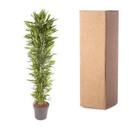 Dracaena Cintho vertakt - 210 cm - ø40