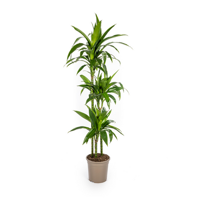 Dracaena Deremensis Lisa Ø24cm - ↕140cm