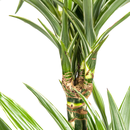 Dracaena Deremensis White Stripe Ø19cm - ↕80cm