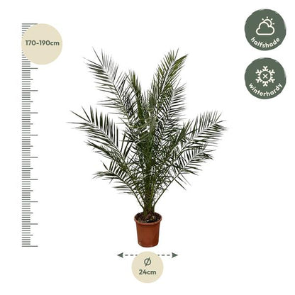 Phoenix Canariensis - 180 cm - Ø24cm