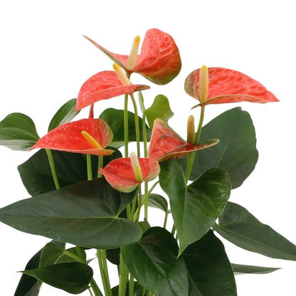 Anthurium andreanum Prince of Orange incl. PURE zink - 45cm - Ø12