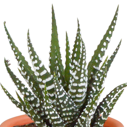 Cactus en vetplanten mix 5.5 cm | 15 stuks - zonder pot