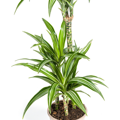 Dracaena Deremensis White Stripe Ø21cm - ↕100cm