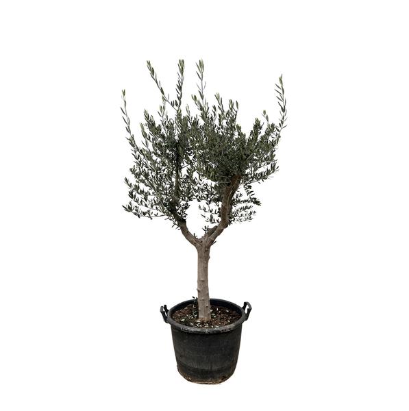 Olea Europaea Cultivo - 200cm- Ø45